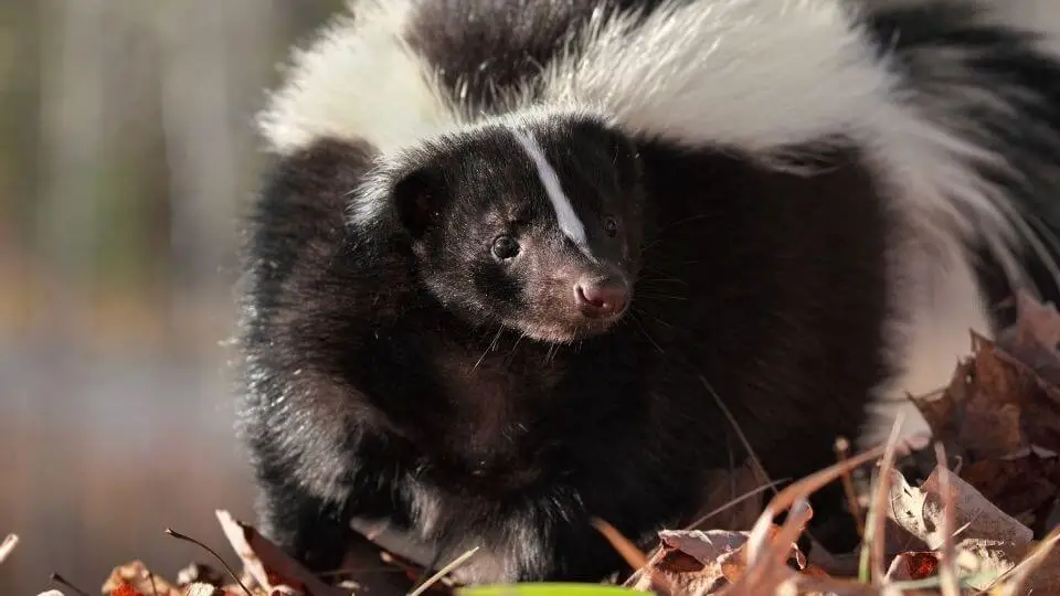 skunk in leaves