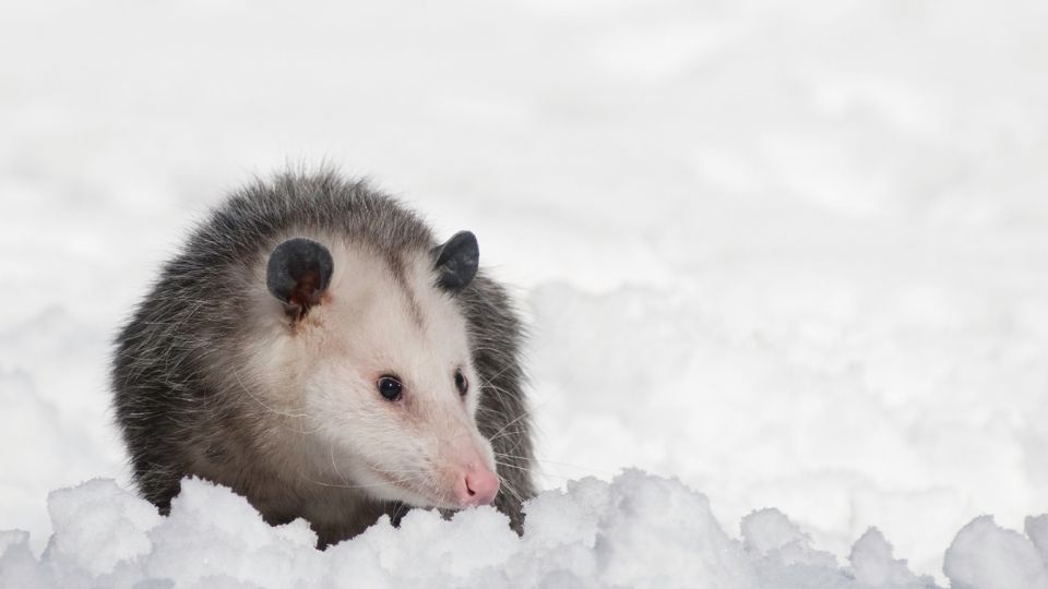 How Long Do Possums Live: Opossum Lifespan Explained!