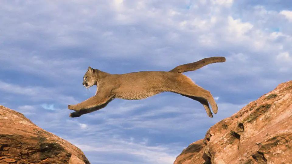 leaping mountain lion