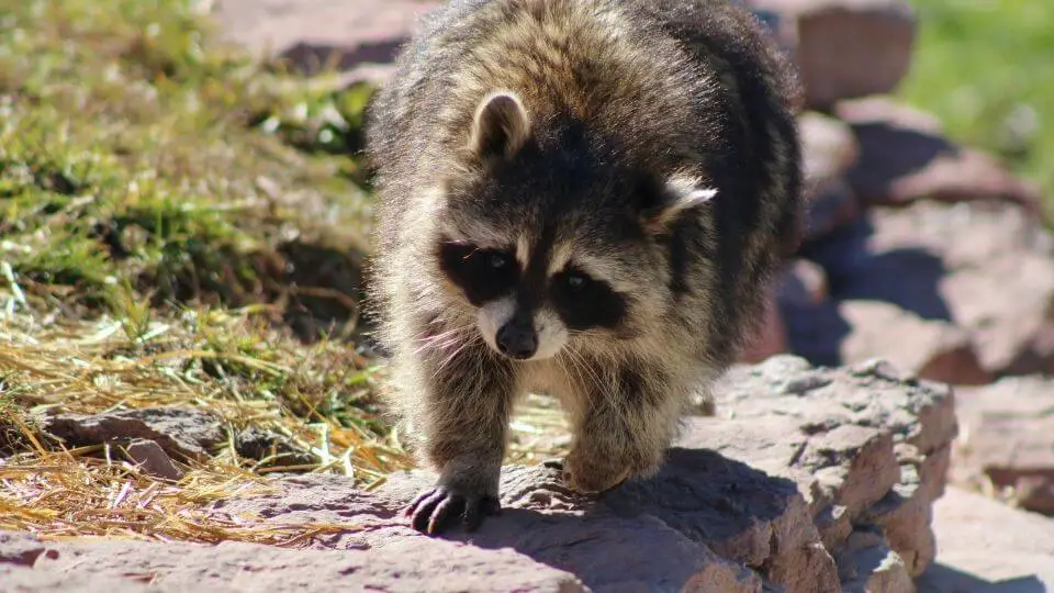 Raccoon on rock wall