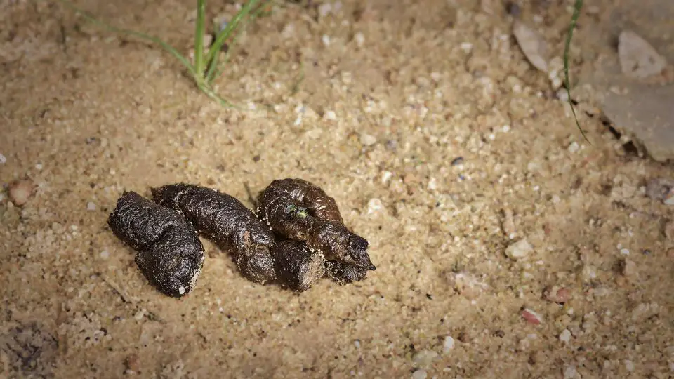 mountain lion scat