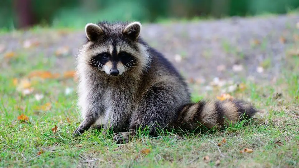 Raccon sitting