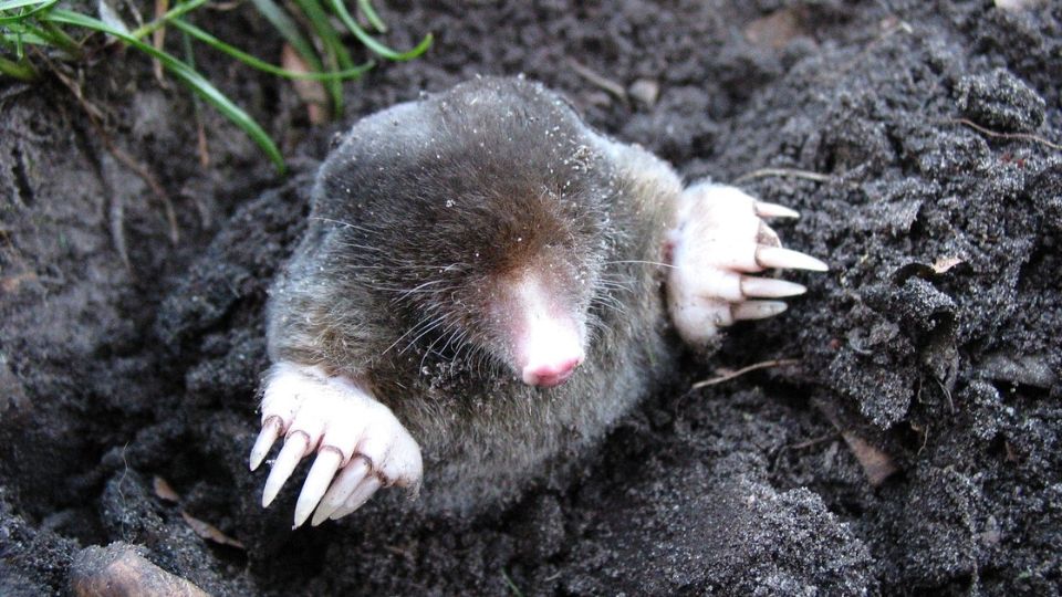 common mole coming out of the ground