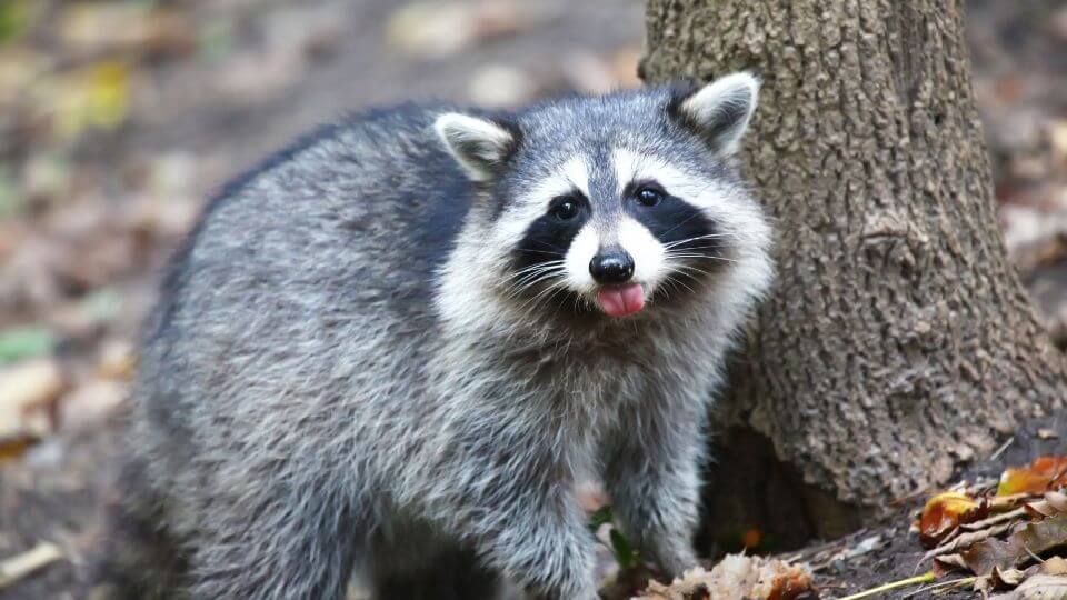 Raccoon with its tongue out