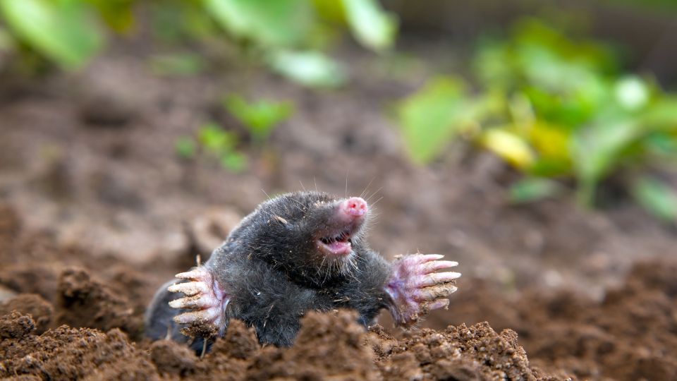 hairy-tailed mole emerging