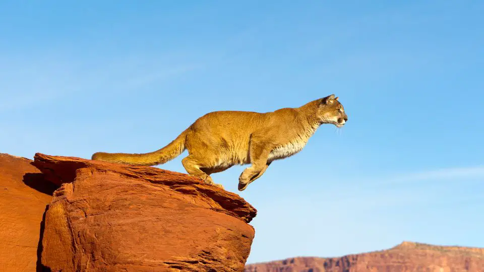 jumping mountain lion off a rock