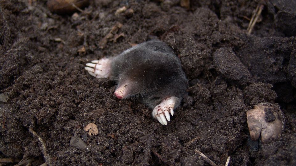 Mole in the ground