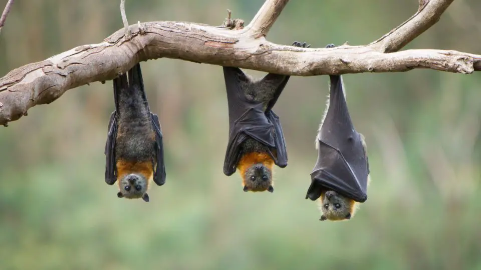 three bats hanging from a tree limb