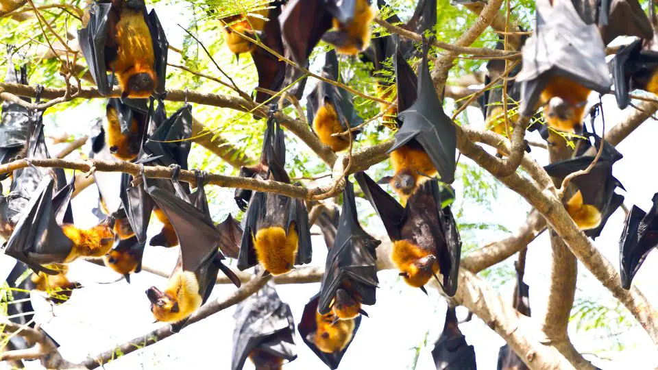 group of bats hanging upside down