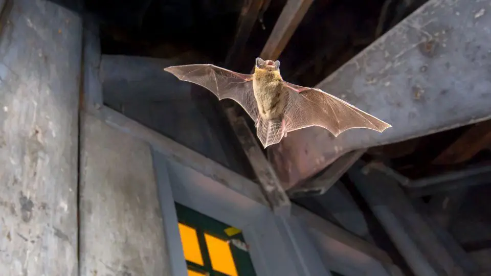 bat flying in the attic