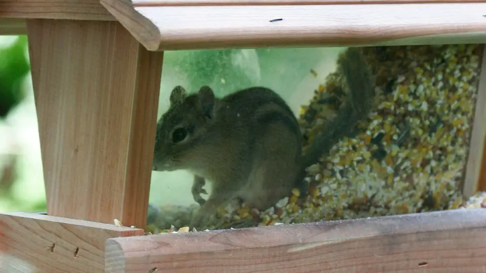 chipmunk in bird feeder