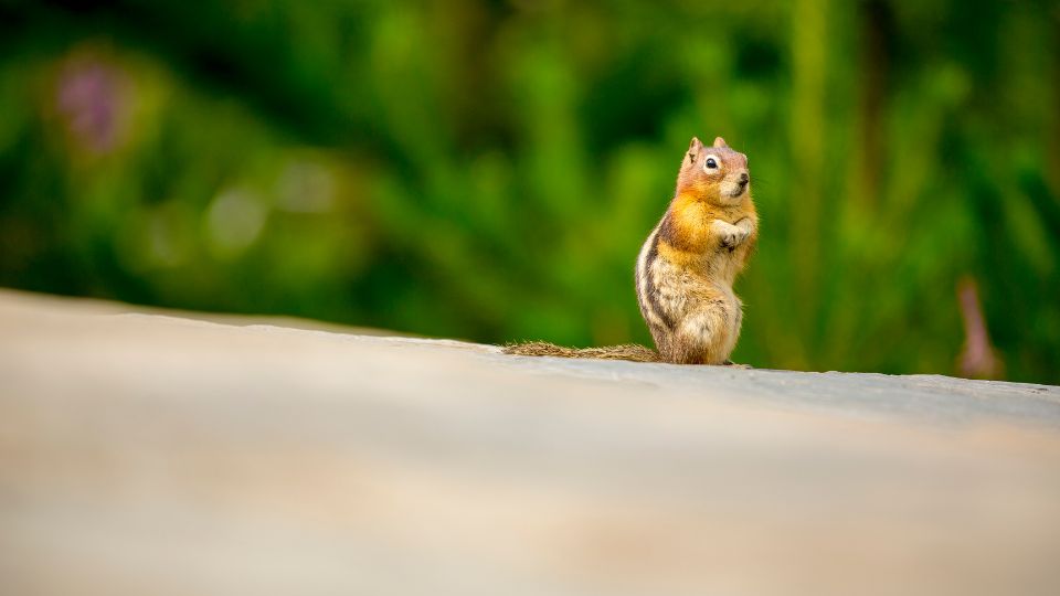 chipmunk sitting up