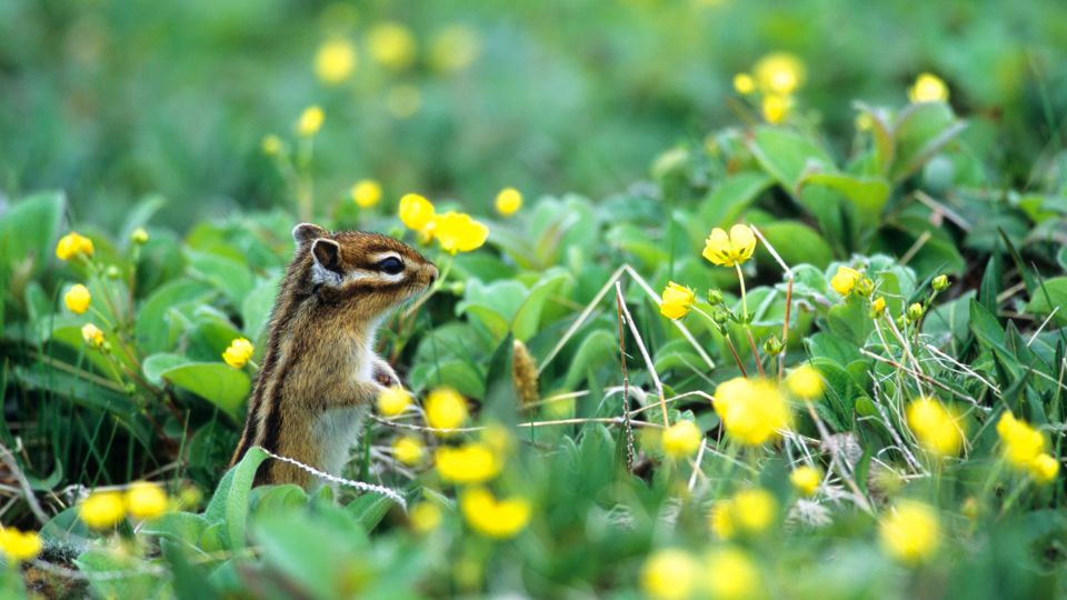 chipmunk standing in a patch of green leaves and yellow flowers