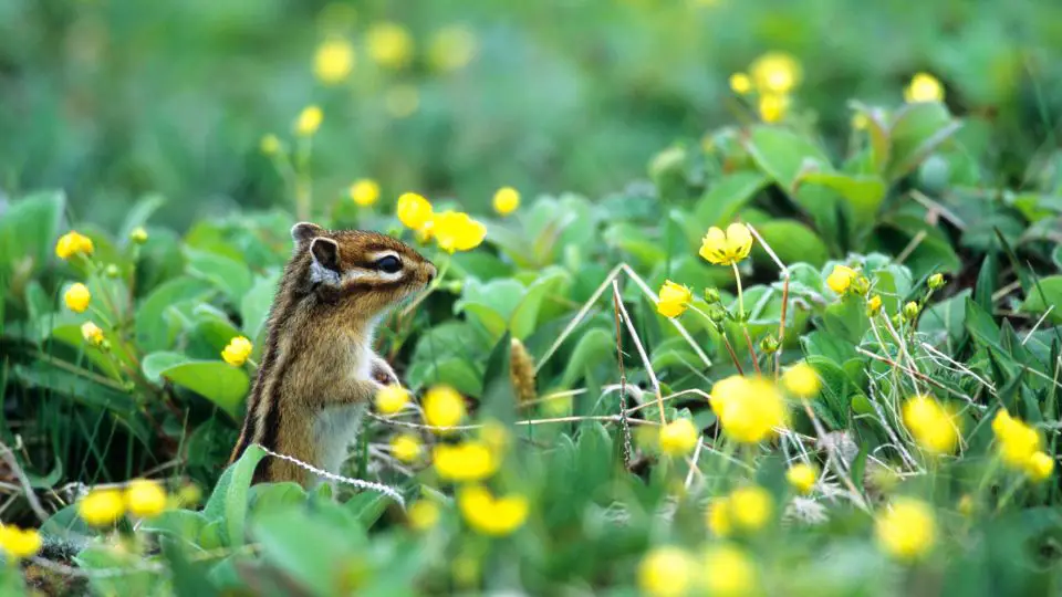 chipmunk standing in a patch of green leaves and yellow flowers