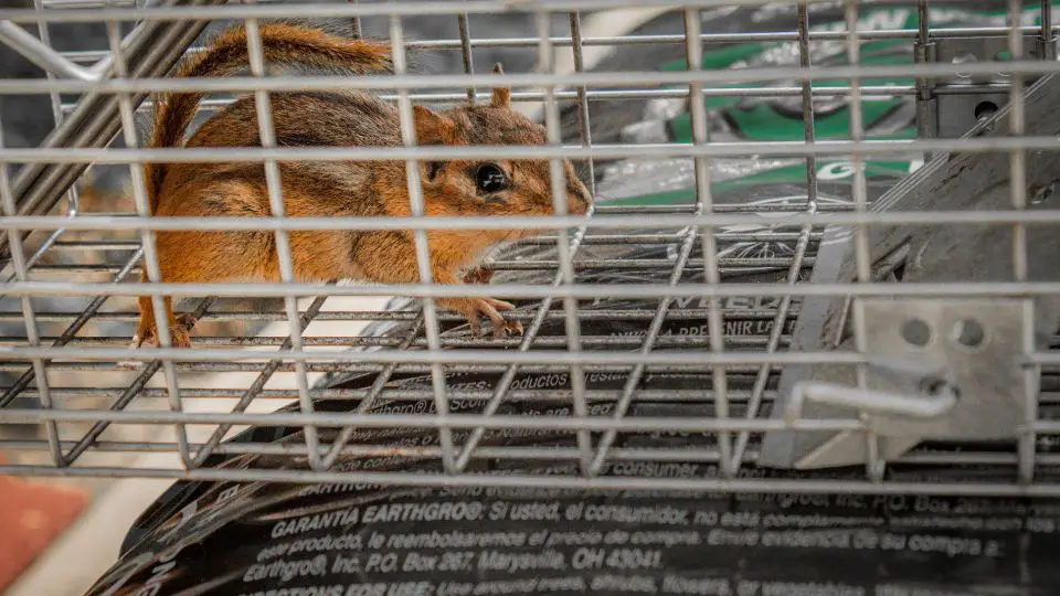 how to get rid of chipmunks