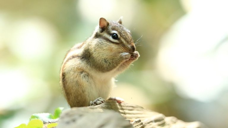 The Best Chipmunk Repellents And Scents To Keep Chipmunks Away