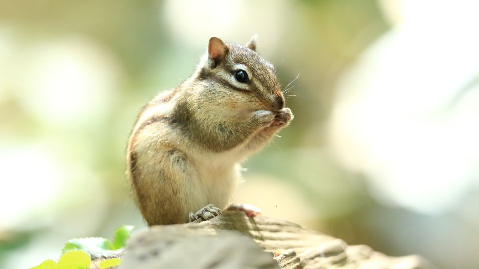 chipmunk munching on a rock