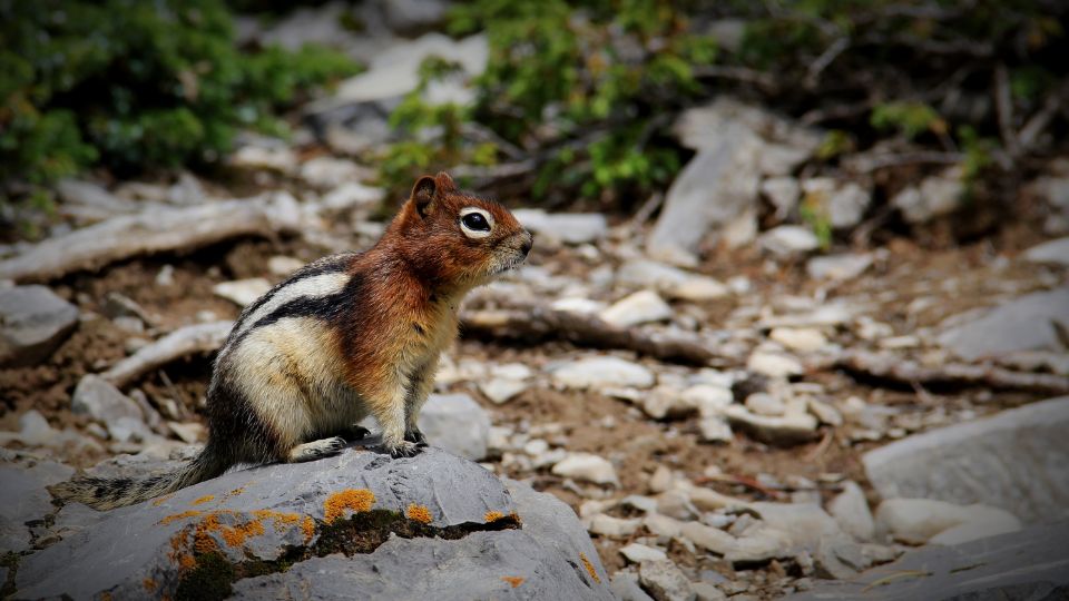 chipmunk perched on a rock in an area of scattered pebbles