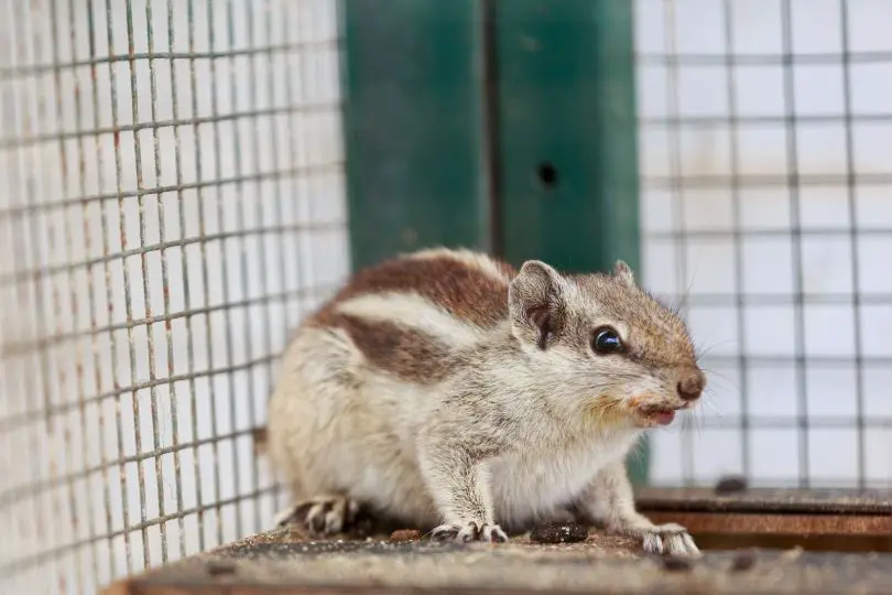 chipmunk in a cage