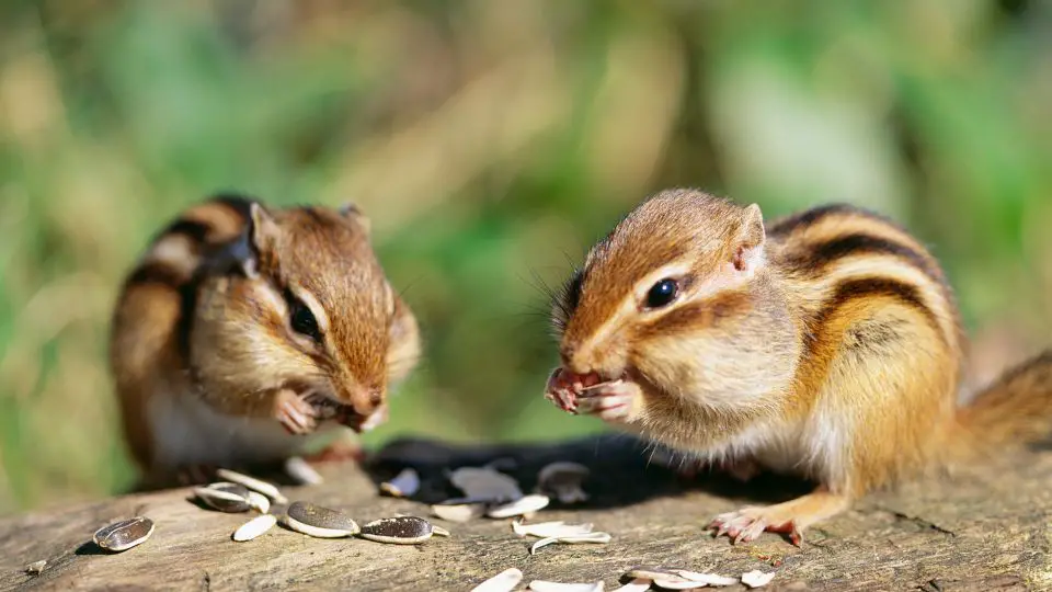 two chipmunks eating seeds