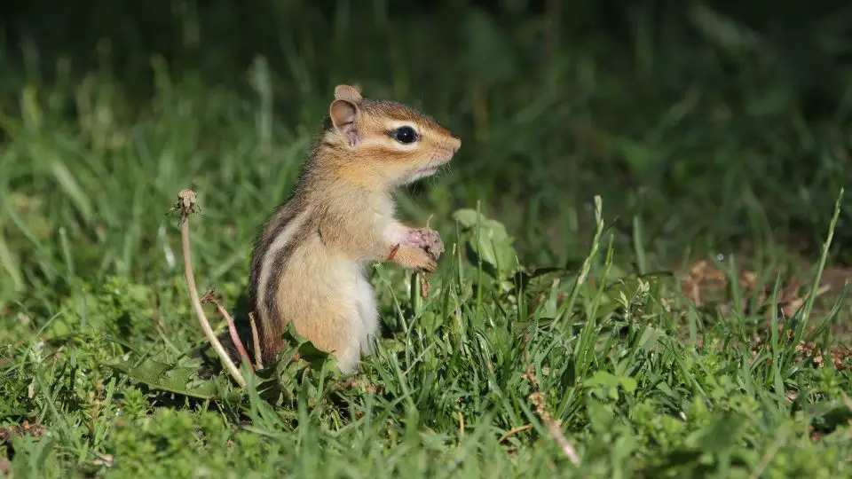 closeup of chipmunk standing in a grass patch