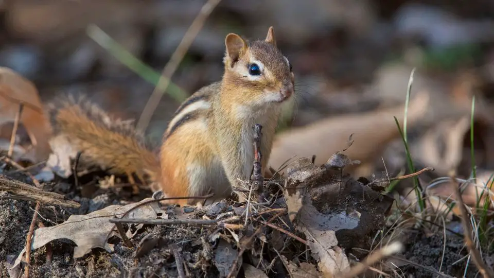 chipmunk holes