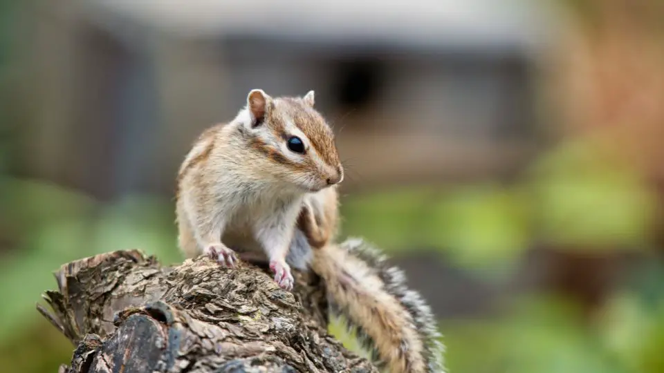 chipmunk on a log