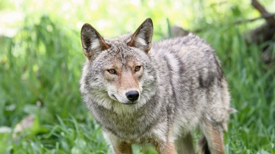coyote with its ears up