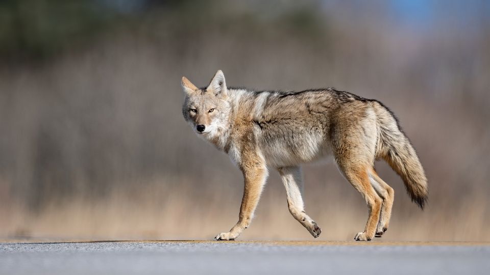 coyote on the road