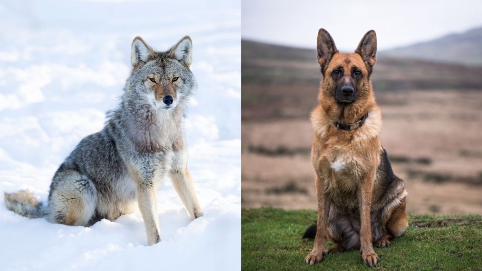 coyote versus german shepherd