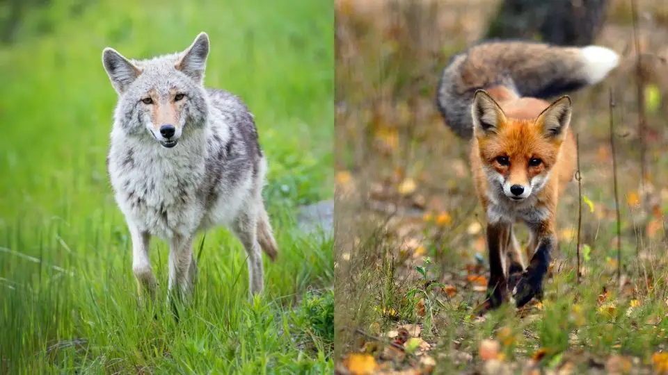 coyote versus fox