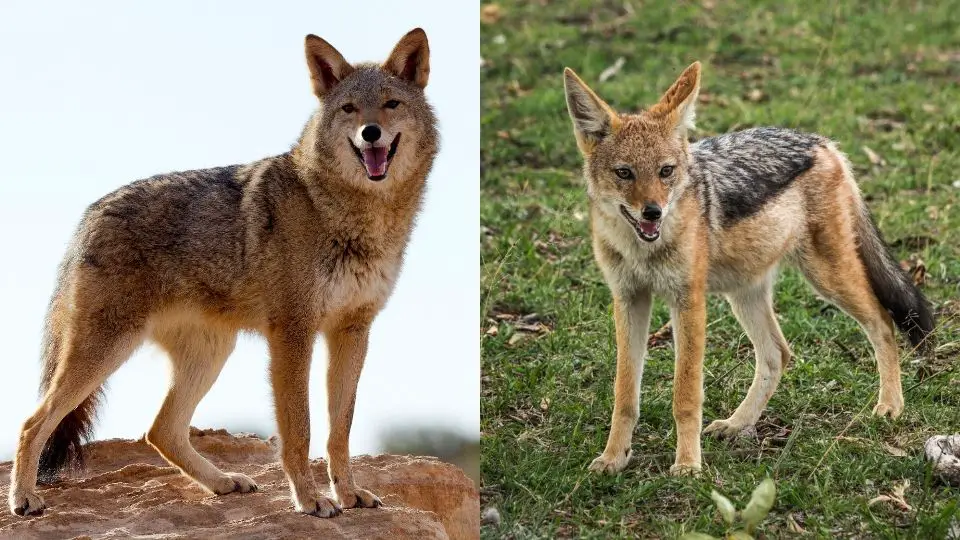 coyote versus jackal