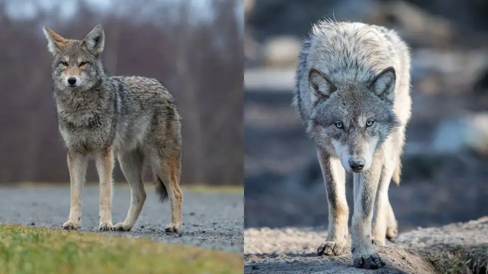 coyote versus wolf