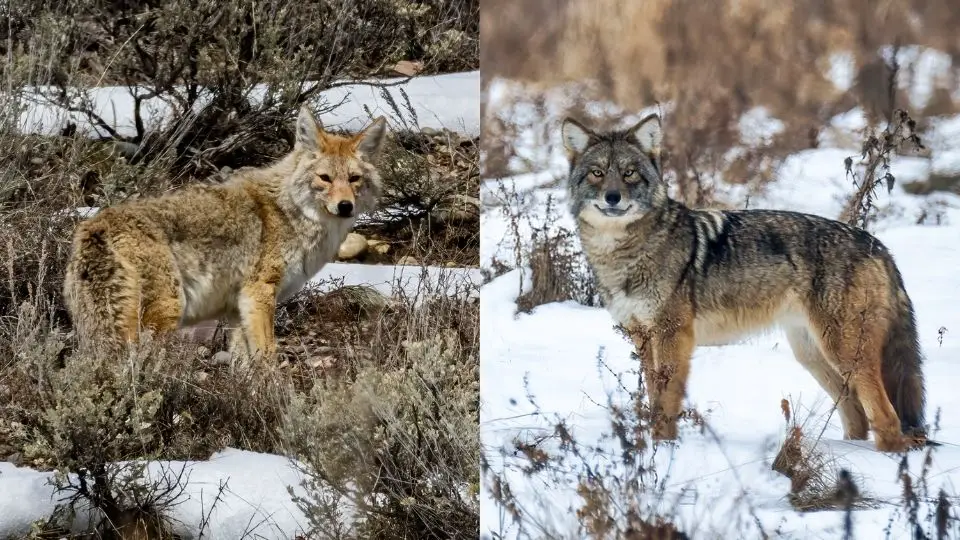 coyote versus coywolf