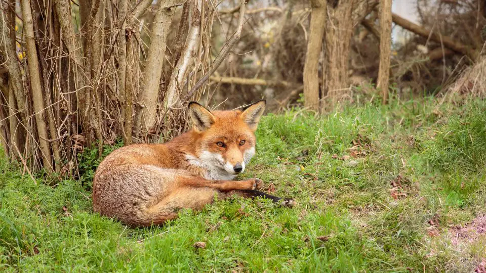 fox sitting on the grass near the woods