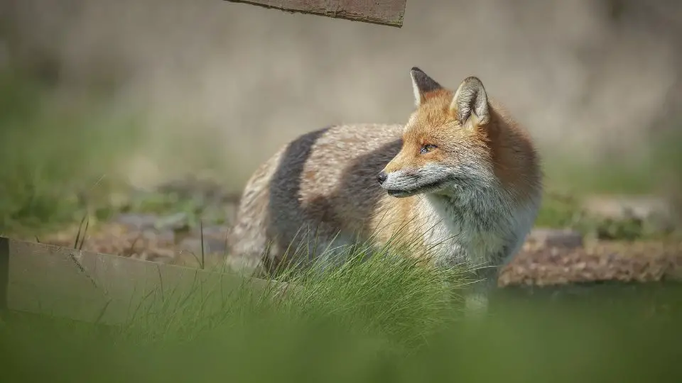 fox near a fence