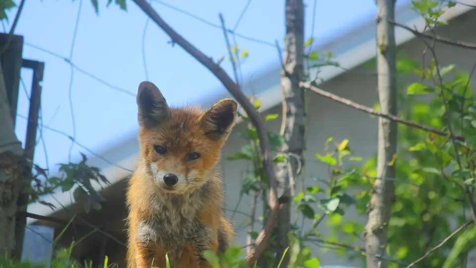 young fox near a mesh fence