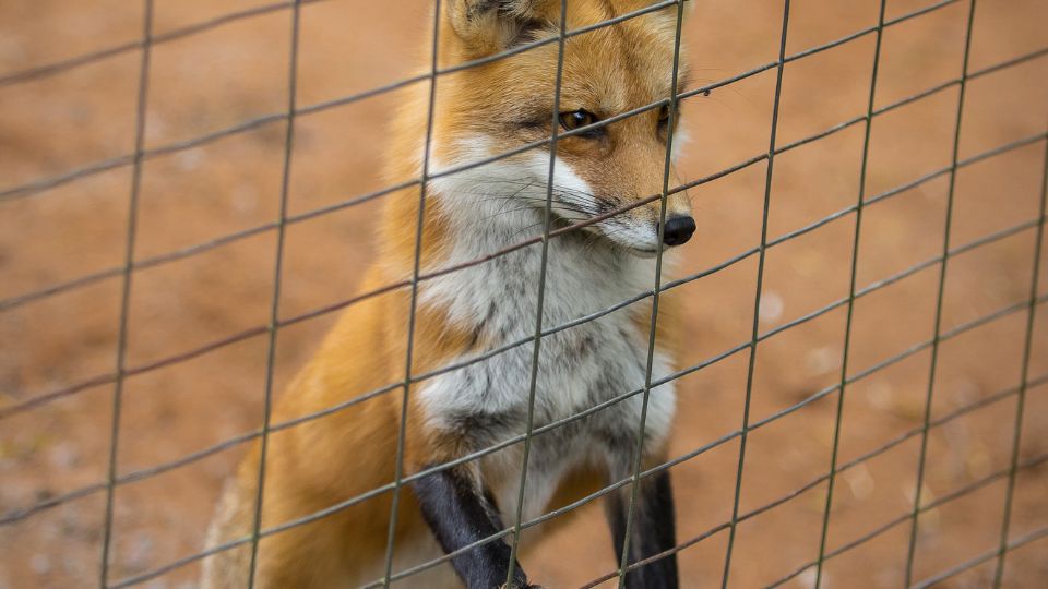 fox behind fencing