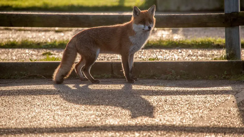 fox next to a fence