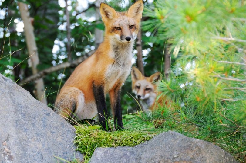 two foxes sitting on moss and rocks in the forest