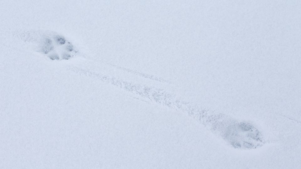two fox prints in the snow