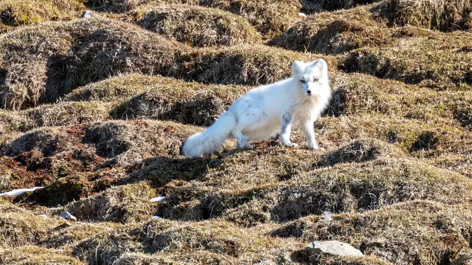 artic fox on thawed ground