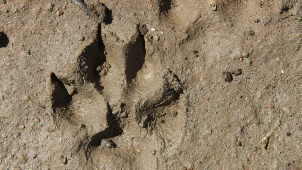 fox paw print in mud