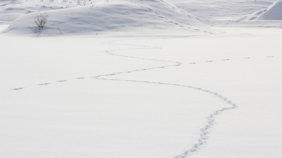 fox tracks in the snow