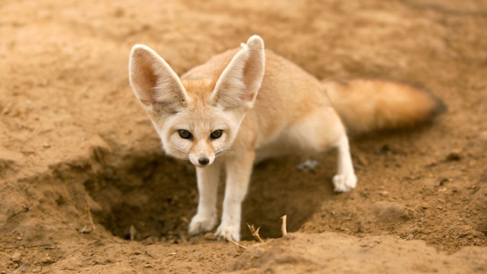 fennec fox digging a hole