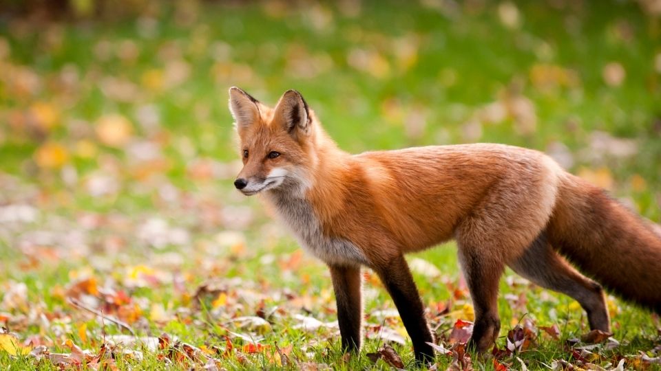 fox at attention in a field of grass and dried leaves
