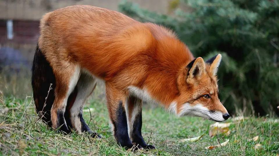 Fox skulking