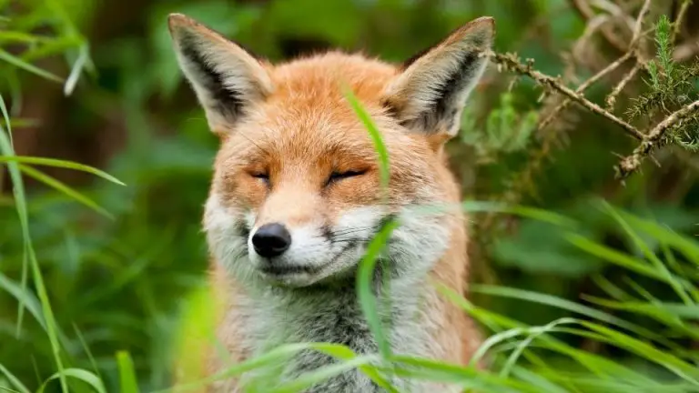 The Best Fox Repellents To Get Rid Of Foxes For Good