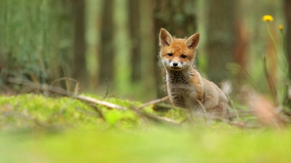 young fox in the forest