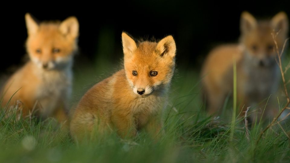 baby foxes in high grass